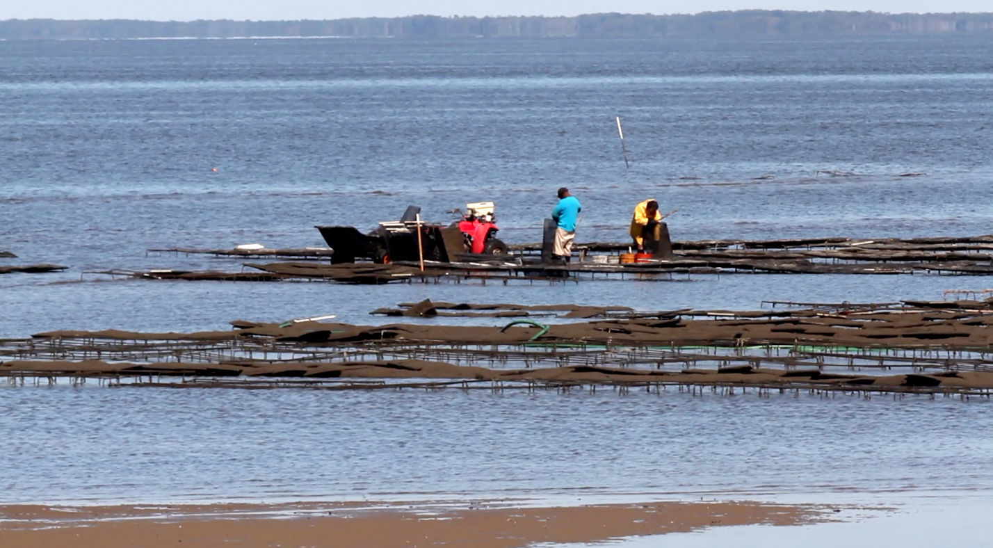 Delaware Bay Oyster Farming